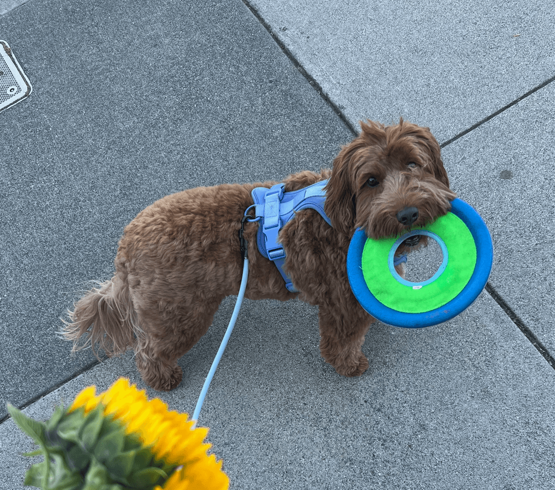 Dog with frisbee