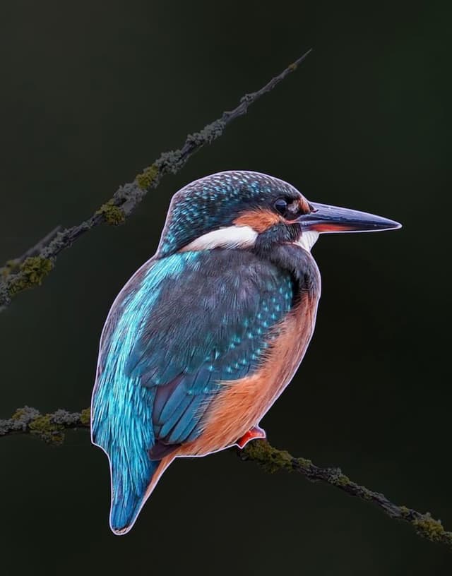 beautiful bird