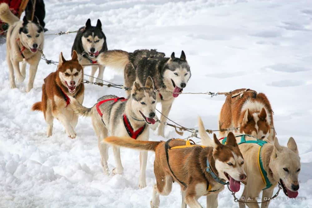 Sled dogs